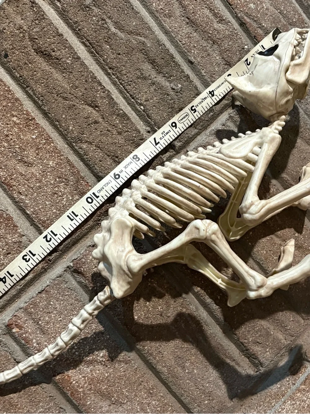 Crazy bonez Seasons cat skeleton Halloween props scary